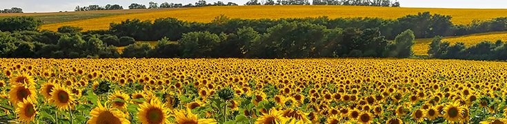 Kansas sunflower fields landscape photo